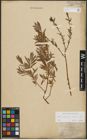 Foto von Salix purpurea L. x Salix repens L.